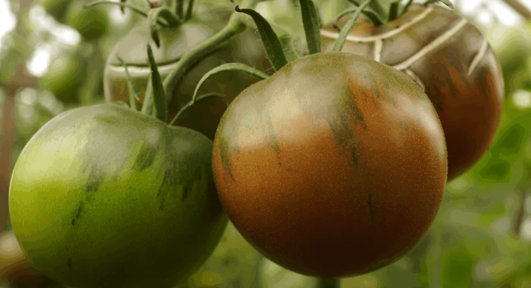 Плодоносить як скажений: цей сорт томатів дає плоди по 400 г, а смак – Мікадо відпочиває 