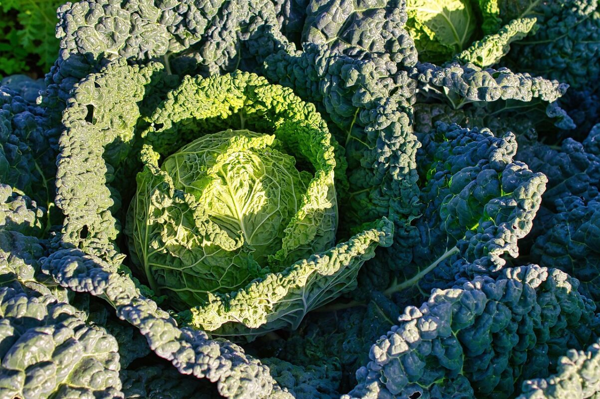 Садівники розповіли, які городні рослини легко переносять морози