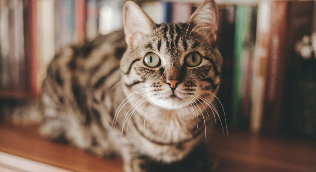 Чому НЕ можна цілувати домашню кішку: ветеринари пояснили, що до чого – в чому небезпека 