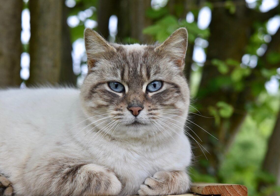 Ветеринари розповіли, як швидко вичісати кота