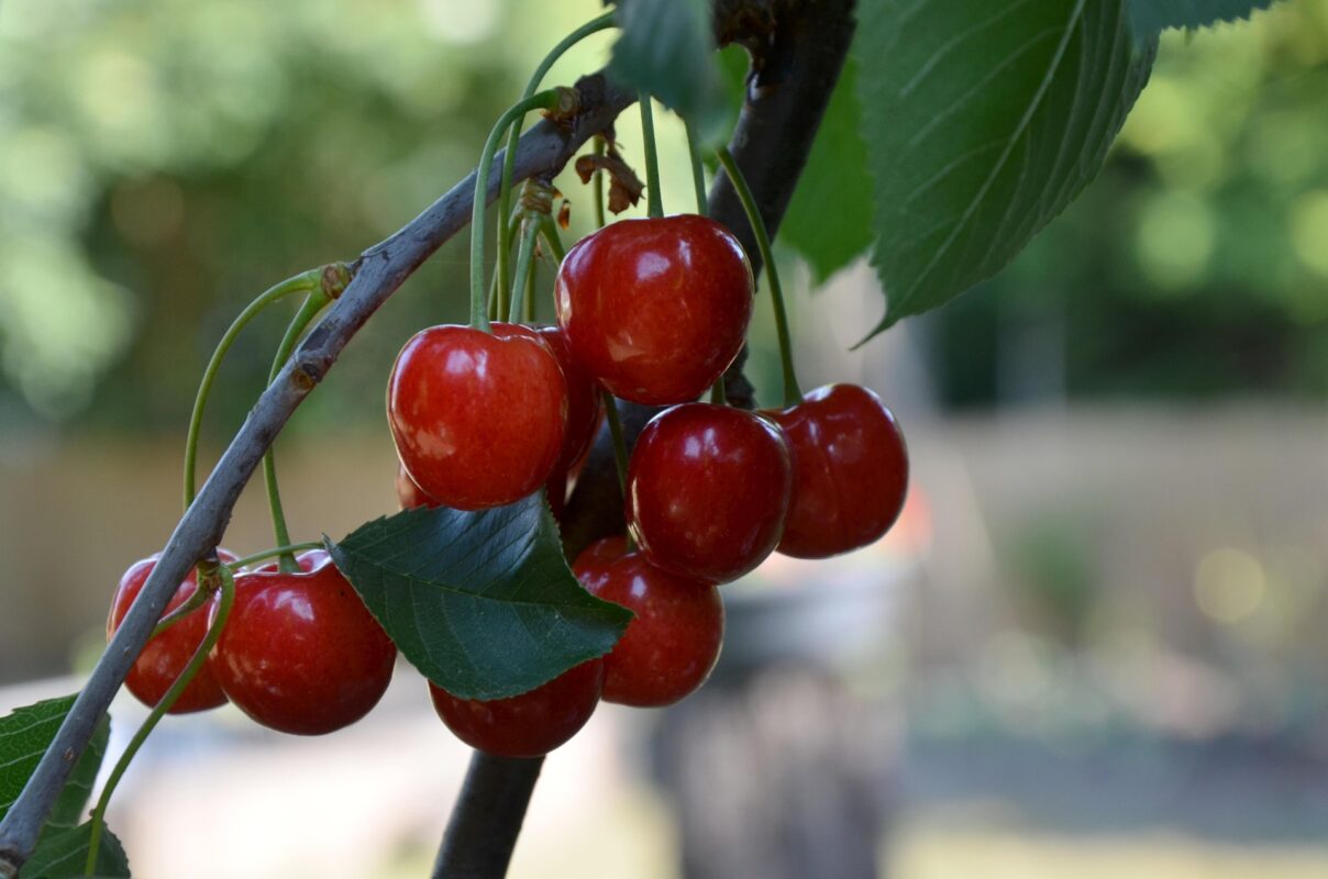 Садівники пояснили, які 3 сорти черешень проходять сезон без гнилі та шкідників