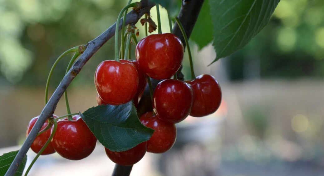 Найстійкіші сорти черешні, що стали лідерами сезону-2025: без гнилі та без шкідників 