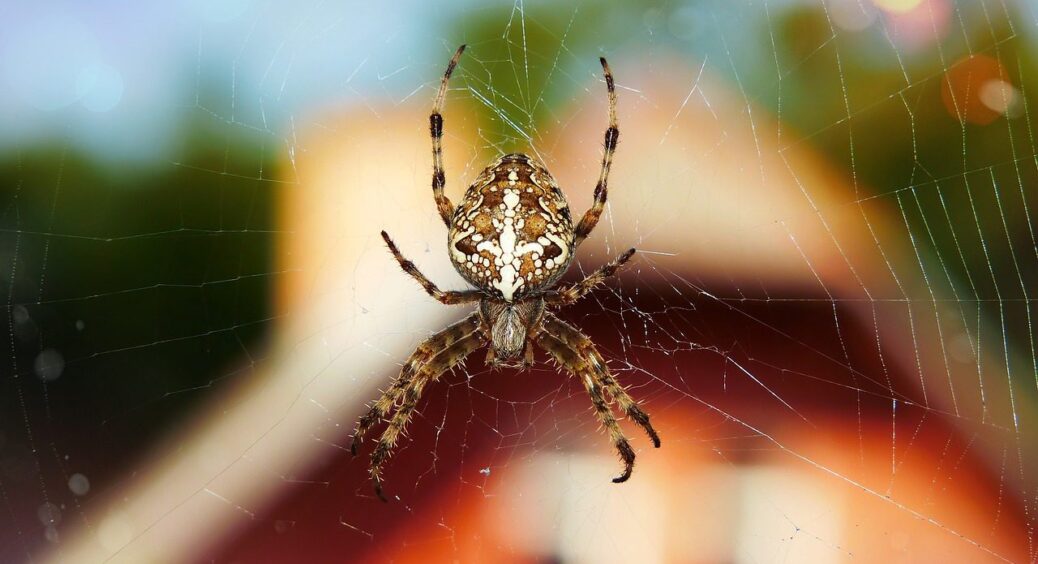 Павуків удома більше не буде: ТОП-3 методи екологічно вивести комах із свого будинку 