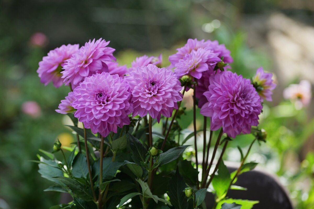В який день найкраще викопувати жоржини та гладіолуси