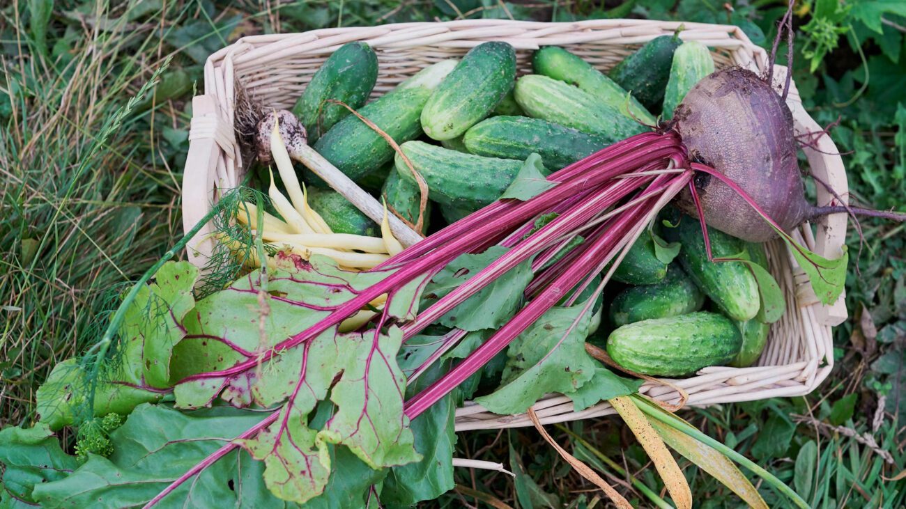 Фермери з Волині розповіли про підживлення для родючого ґрунту