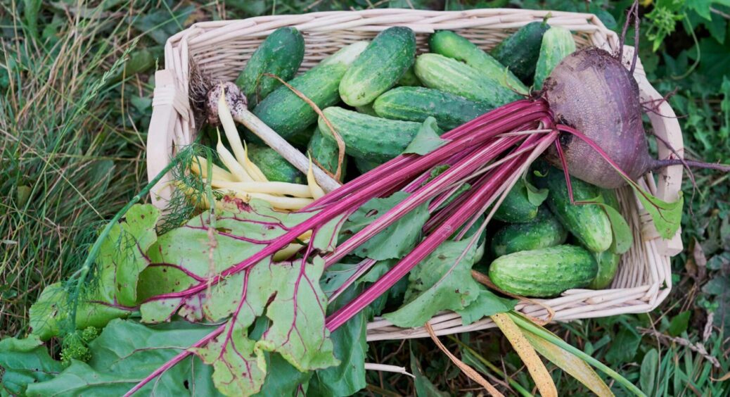 У моєму селі на Волині не купують добрива: 1 засіб робить ґрунт родючим на весь сезон 