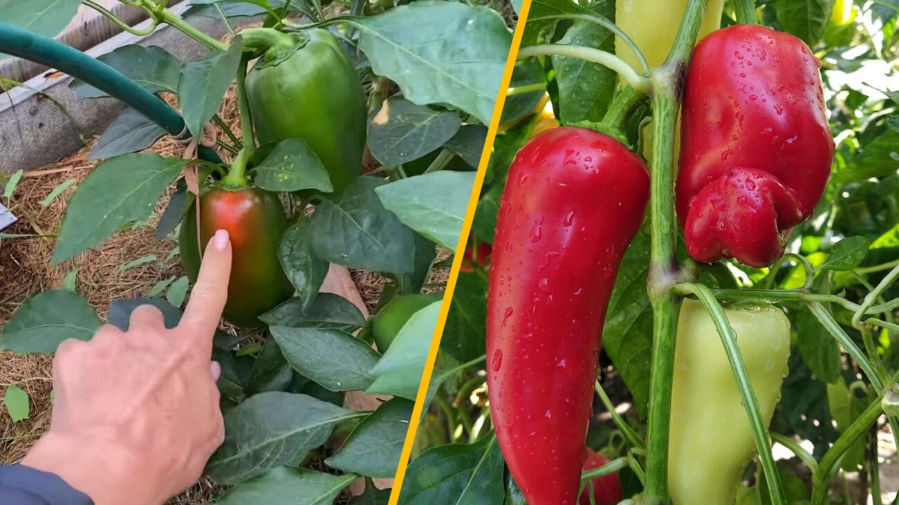 Херсонські фермери показали, як стимулюють рівномірне дозрівання перцю