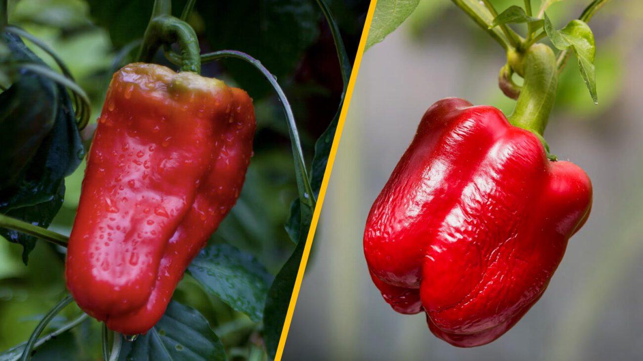 Херсонські фермери показали, як стимулюють рівномірне дозрівання перцю