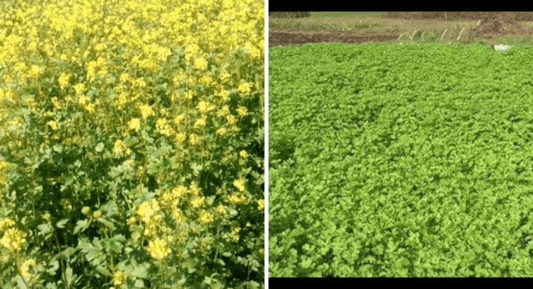 Замість чорнозему – пустир із жуками: чому сидерати восени – найгірше рішення для городу 