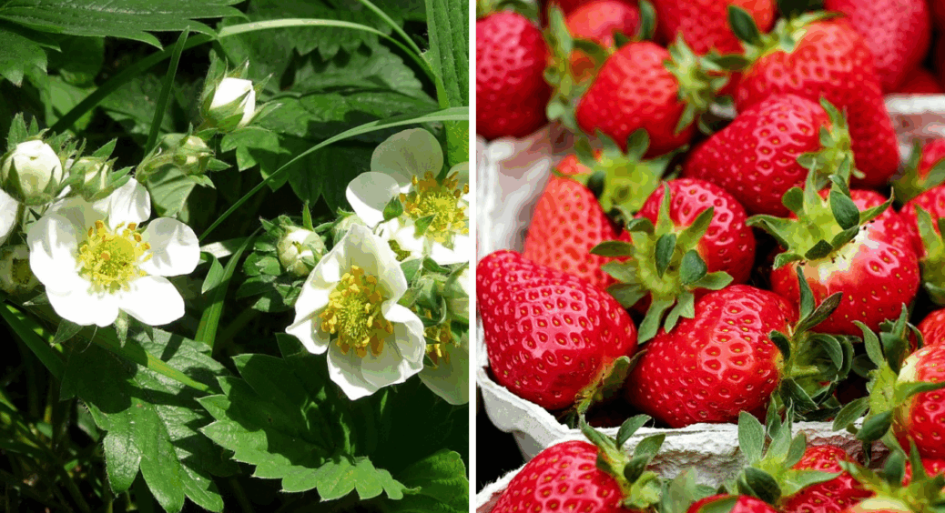 До 2 кг з куща – не мрія, а реальність: ці 2 сорти полуниці видають “гігантів” – гнилизна не страшна 