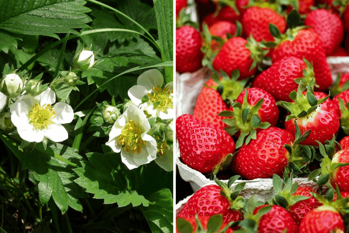 Експерт розповів, чим підживити полуницю у жовтні