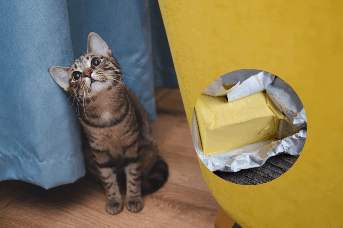 Ветеринари розповіли, чи можна давати котам вершкове масло