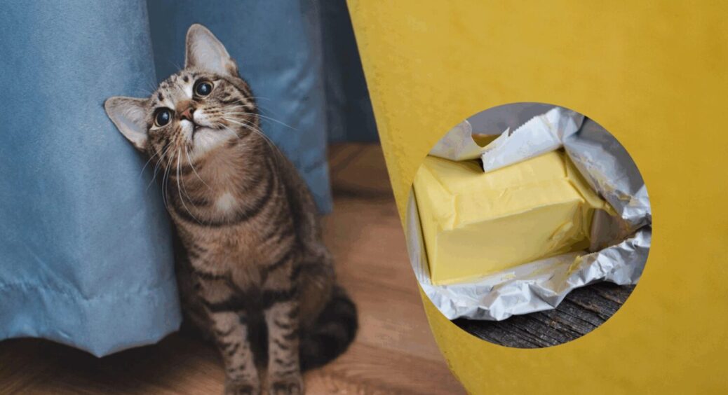 Вершкове масло для котика-муркотика: чи можна давати його пухнастику – роз’яснення ветеринара 