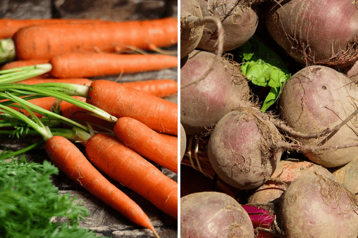 Ідеальний час для викопування моркви і буряків у вересні