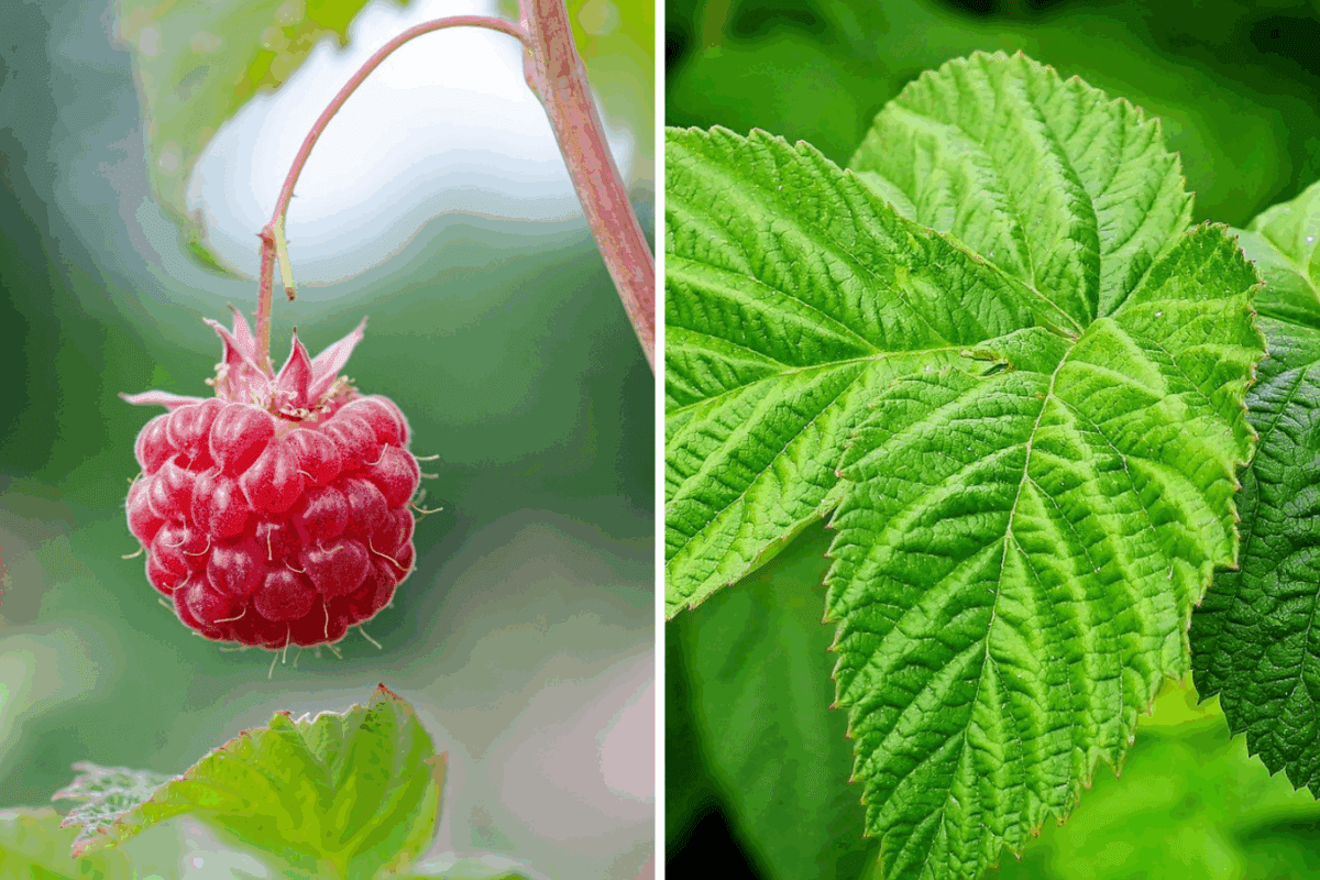 Агроном розповів, чим підживити малину восени
