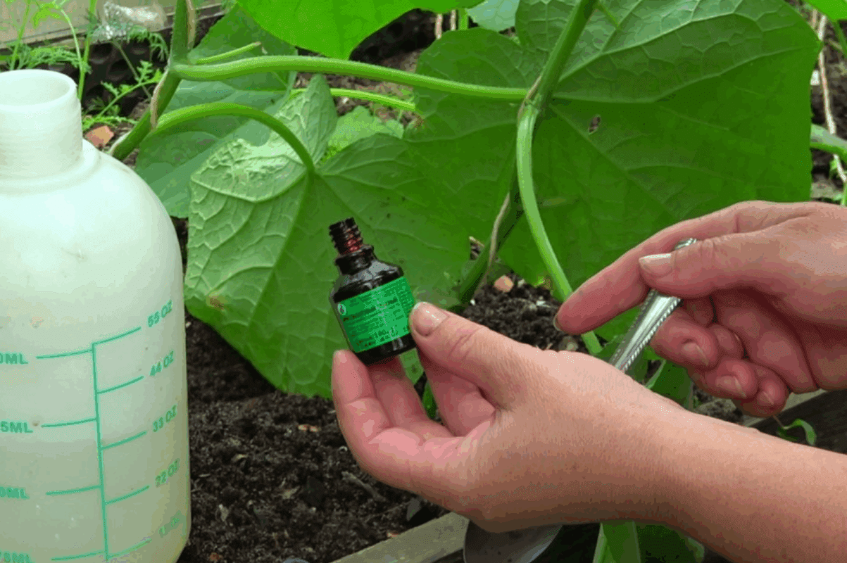 Експерти розповіли, як йод допоможе городнім культурам