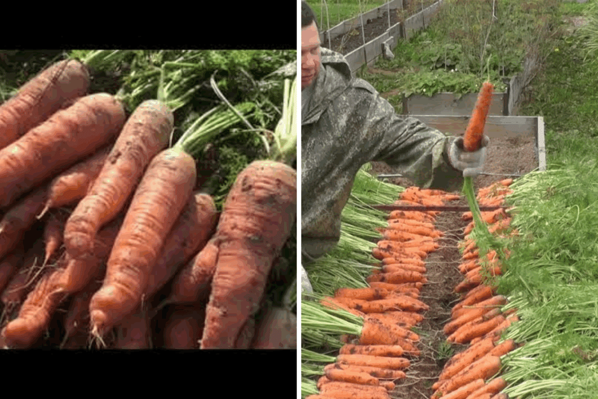 Городники назвали ідеальний час для викопування моркви