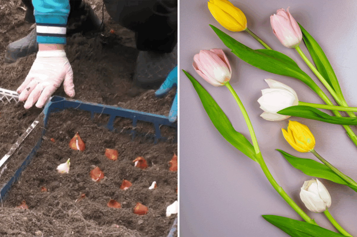 Чим підживити тюльпани восени, щоб вони пишно заквітли навесні