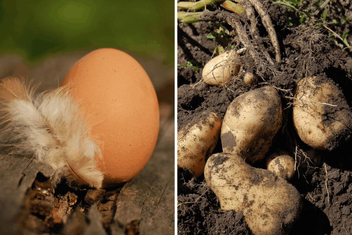 Навіщо городники додають сире яйце в лунки із картоплею
