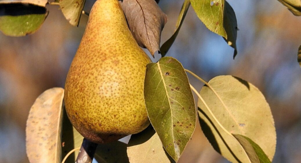 Той випадок, коли “муж об’ївся груш”: 2 сорти груші, які видають врожаю по 40-50 кг з дерева 