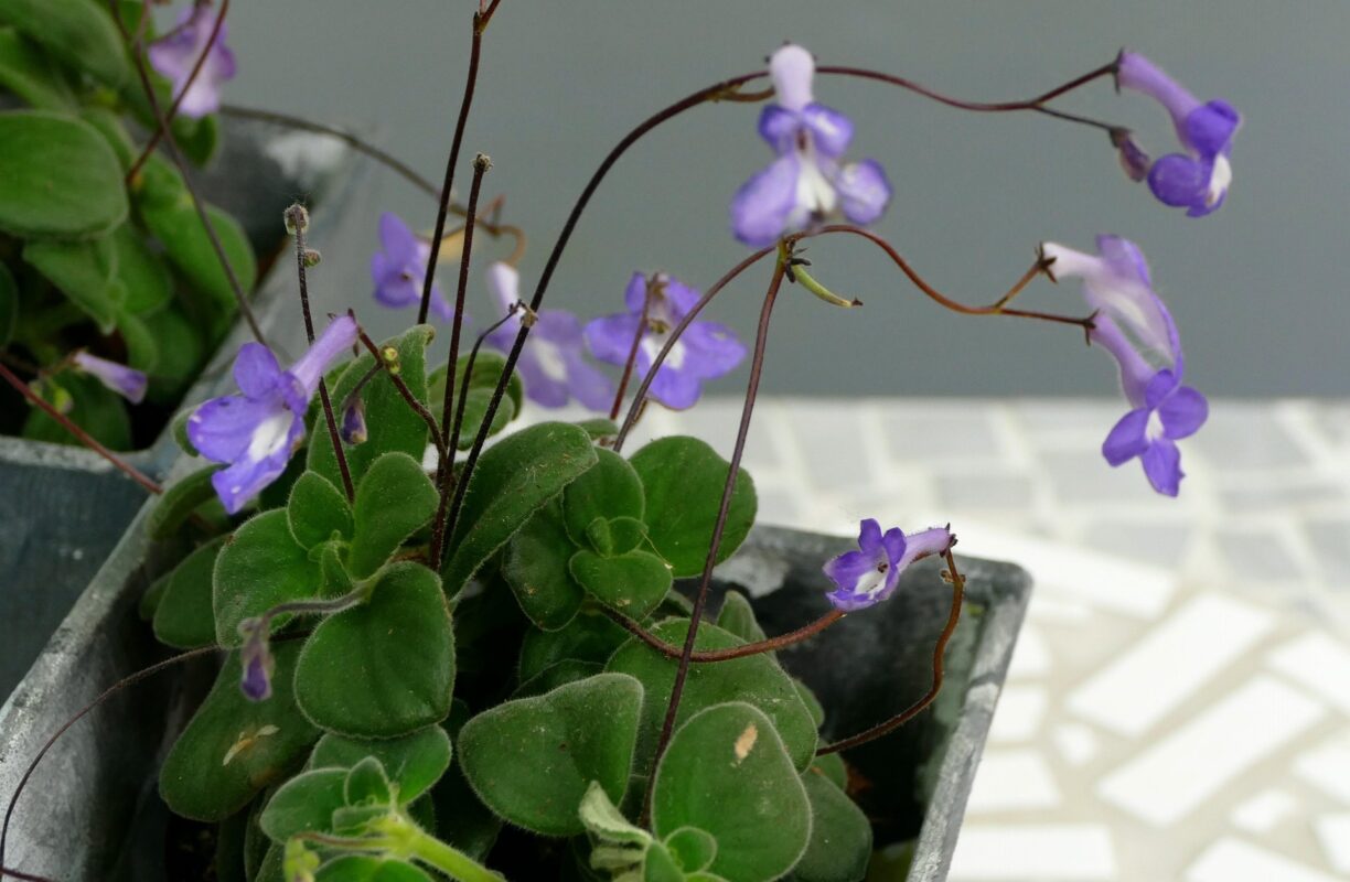 Садівники пояснили, як простимулювати фіалку до цвітіння вже за 10 днів