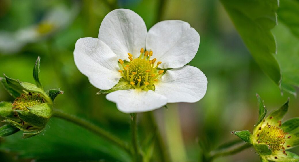 Готую цей еліксир – збираю по 3 відра ягід з пари кущів: полуниця просто шпарить урожаї 
