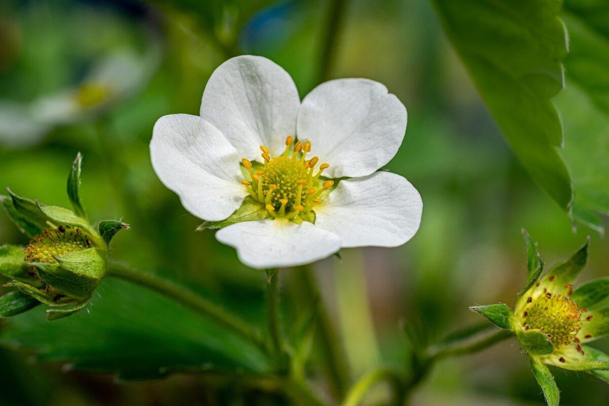 Агроном розповів, чим обробити полуницю для підвищення урожайності