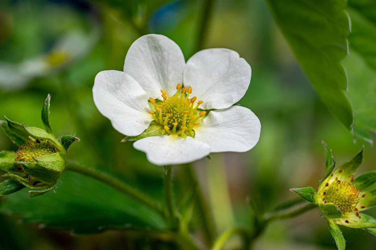 Агроном розповів, чим обробити полуницю для підвищення урожайності