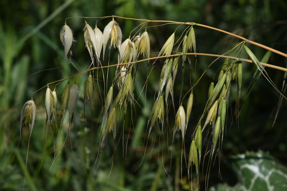 Фермери розповіли, який продукт розсипати на грядках після збору врожаю помідорів