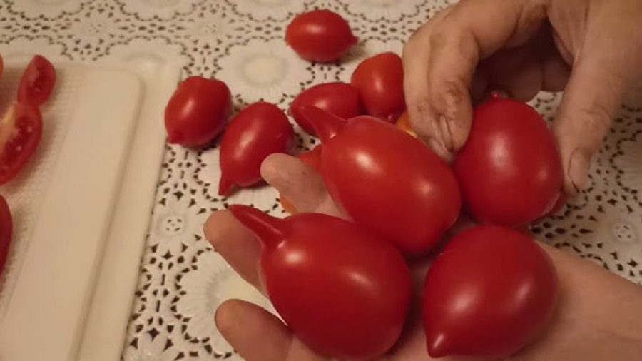 Аграрії назвали 3 сорти помідорів, які є стійкими до фітофтори і вершинної гнилі