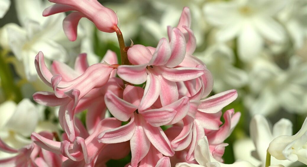 Не тільки тюльпани та нарциси: на Закарпатті восени садять ці 3 невибагливих цибулинних 