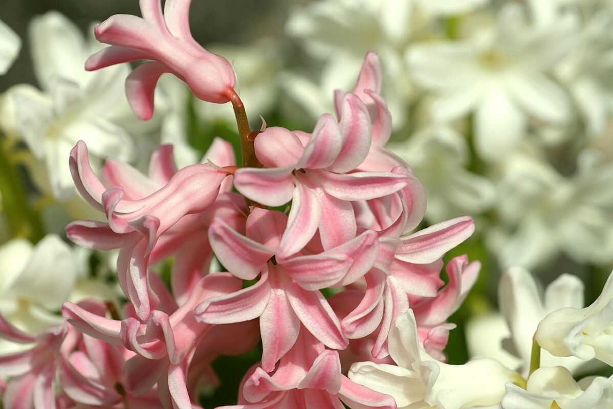 Квітникарі розповіли, які цибулинні квіти посадити на клумбі восени