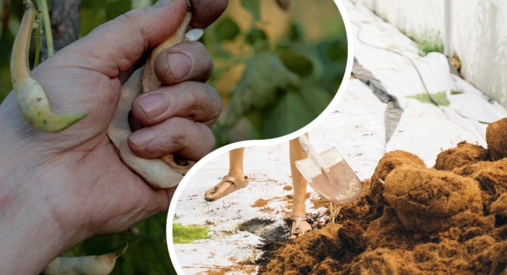 Перекопуємо город восени-2025: садівники пояснили, чи варто витрачати на це свої сили та час 