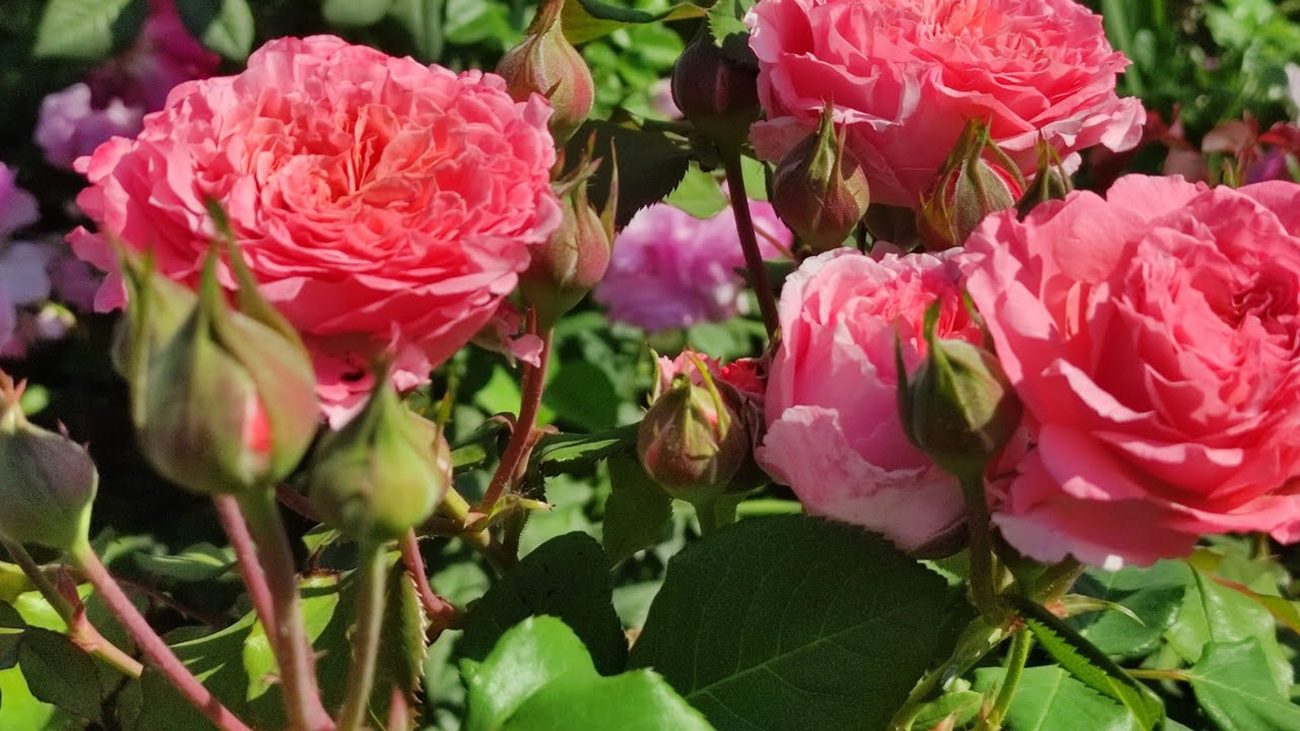 Садівник розповів, як виростити розкішні троянди