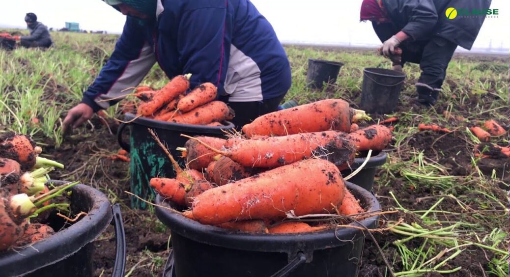 Не пісок і не тирса: ось в чому на Одещині зберігають моркву для врожаю на рік вперед 