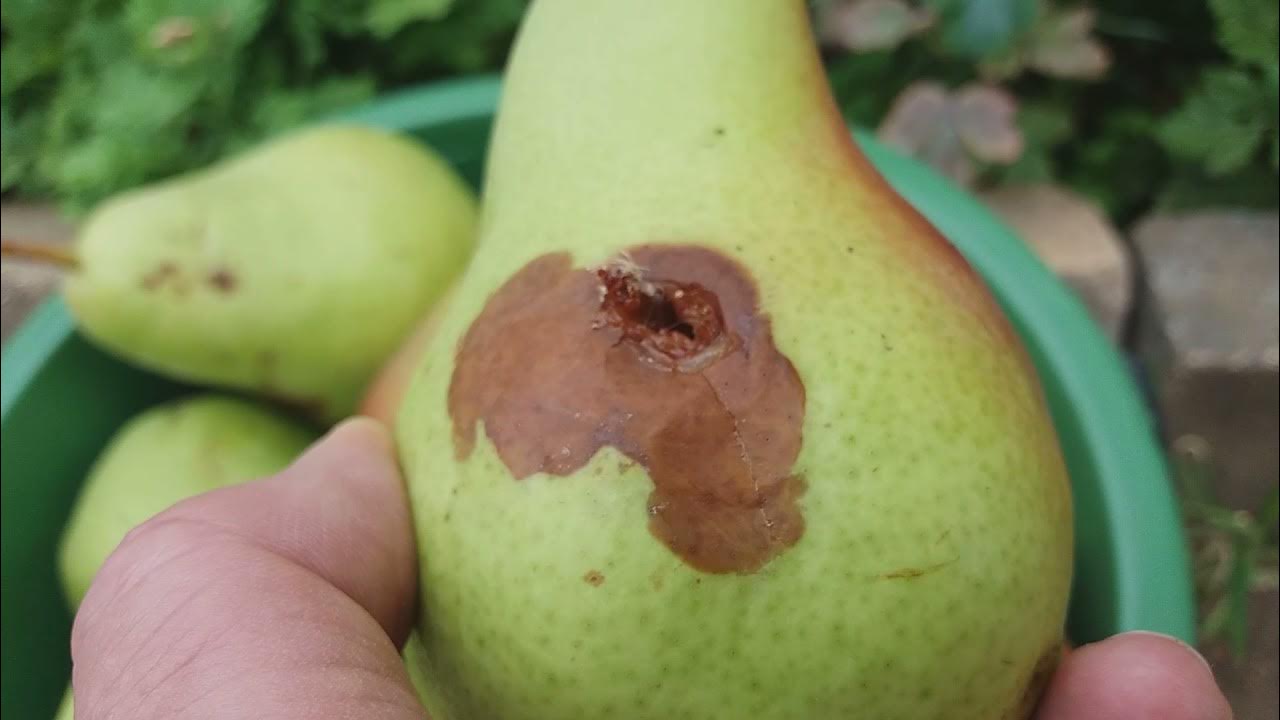 Садівники розповіли, як зупинити гниття плодів на груші