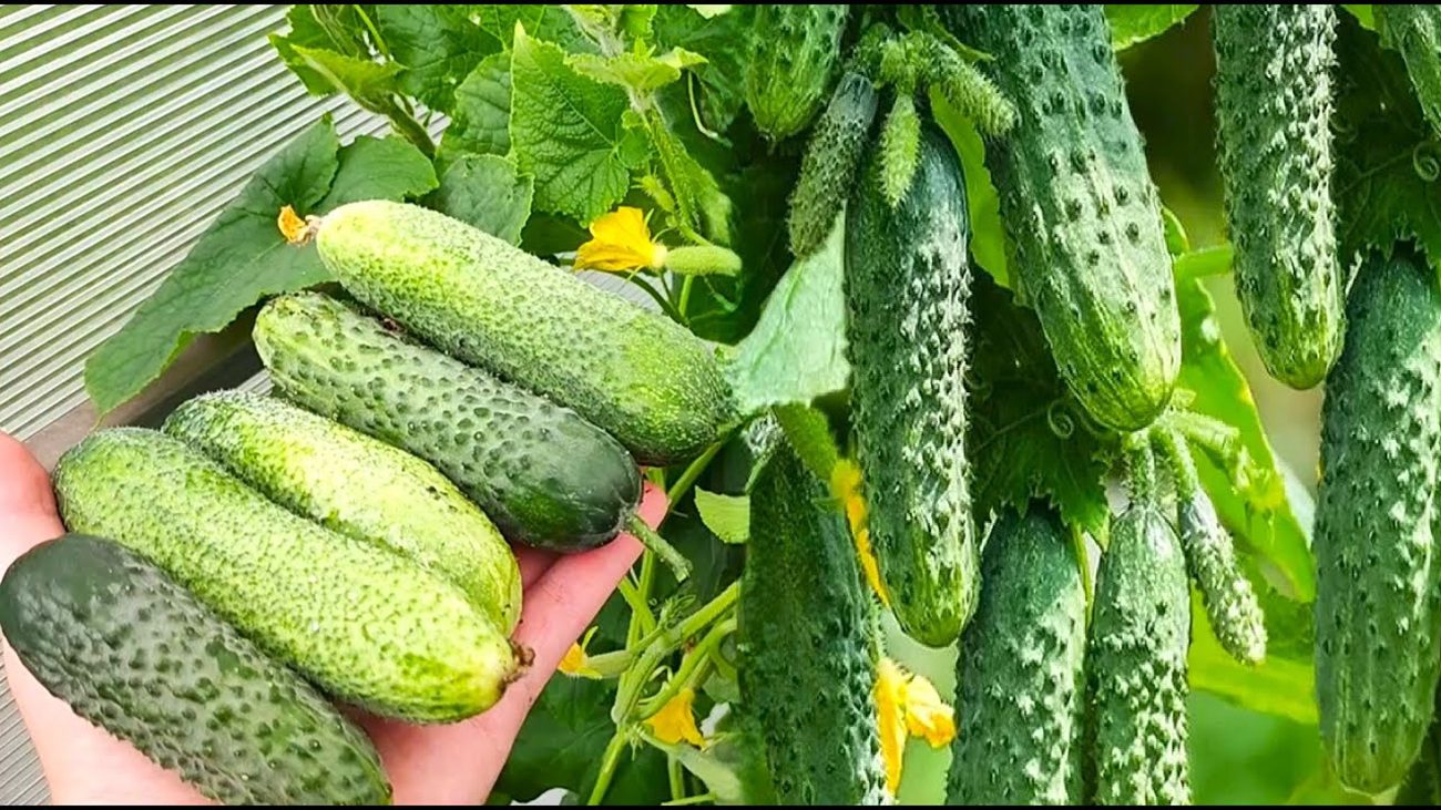 Агрономи назвали 3 сорти огірків, які варто посадити у 2026 році