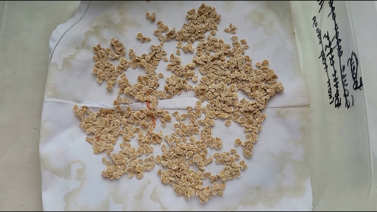 Аграрії розповіли, як правильно збирати насіння помідорів