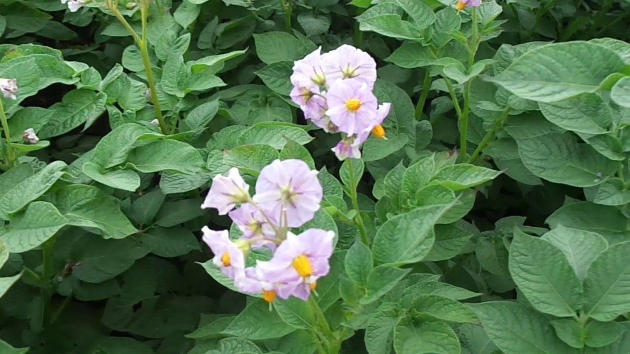 Дачники розповіли, навіщо додавати в лунки з бараболею попіл