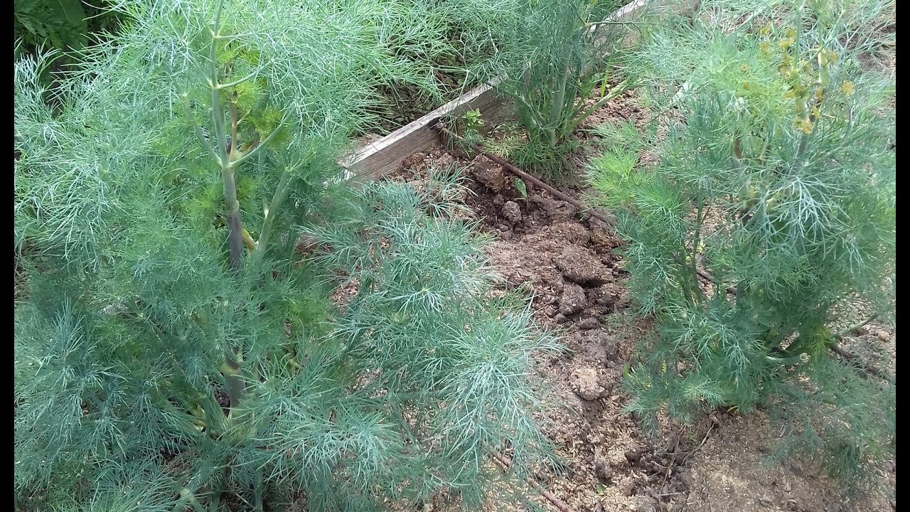 Що потрібно зробити із кропом, щоб він не квітнув на грядці