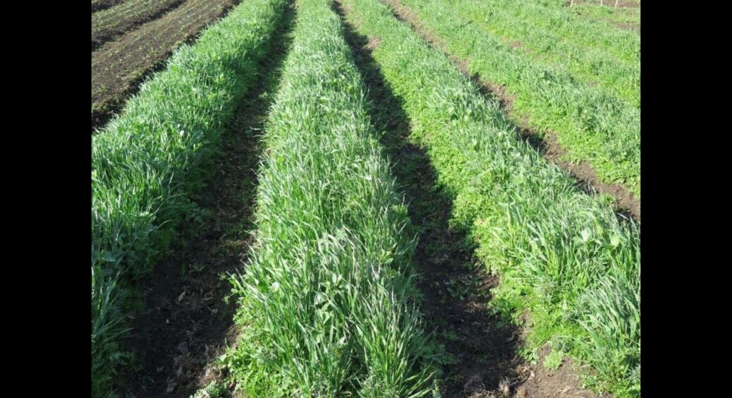 Ось цей 1 сидерат запросто замінить собою 100 гербіцидів: обов’язково посадіть його на дачі 