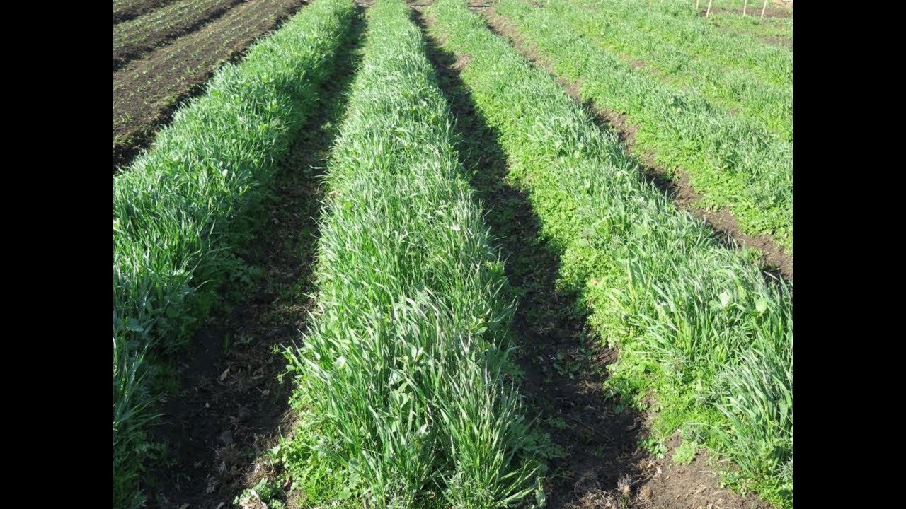 Найкращий сидерат, який замінить сотні гербіцидів