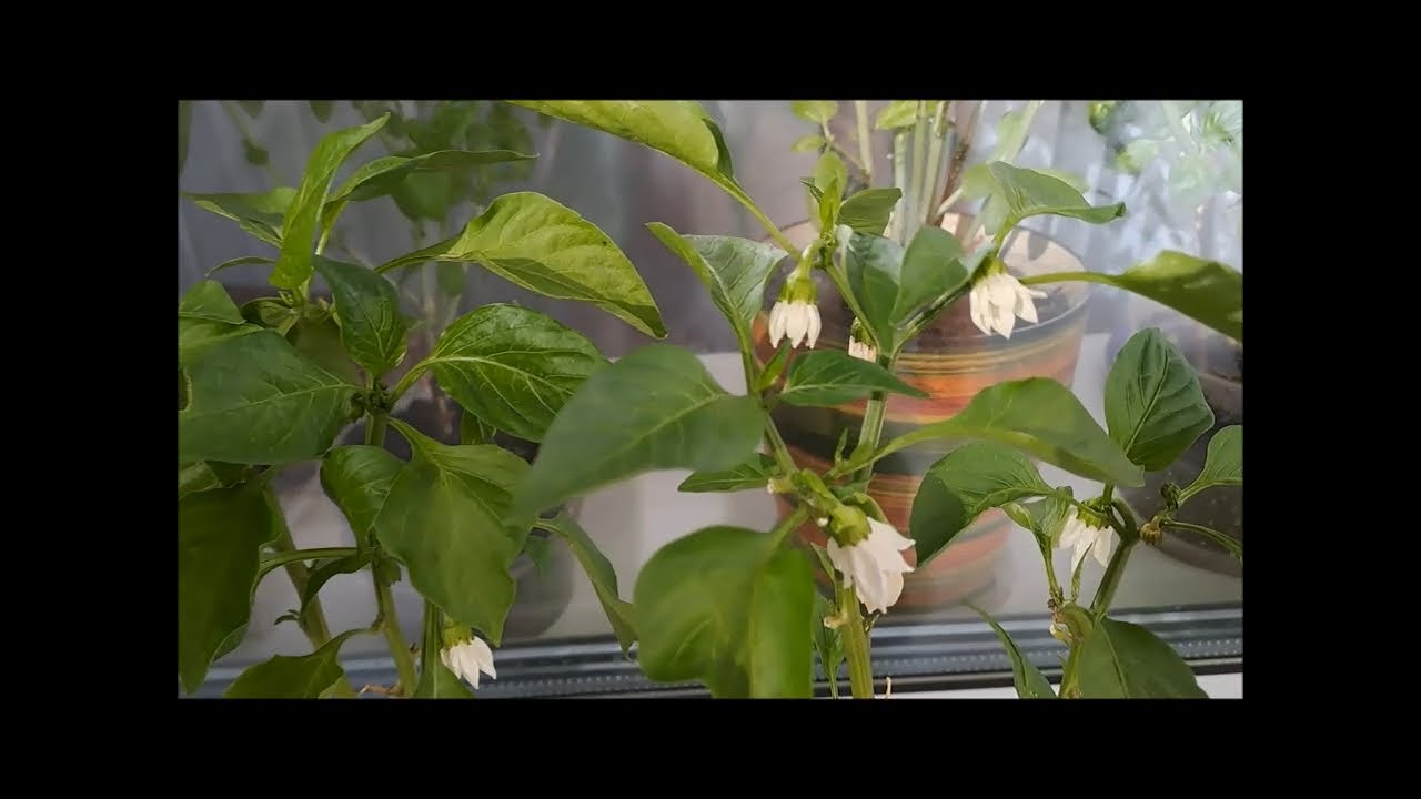 Як отримати щедрий врожай болгарського перцю взимку