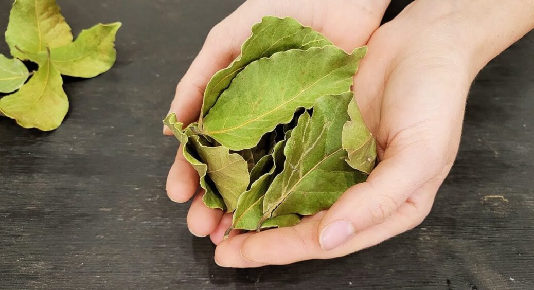 Кладу лавровий лист у шафу — і проблема, яка не давала спокою, зникає вже за кілька днів 