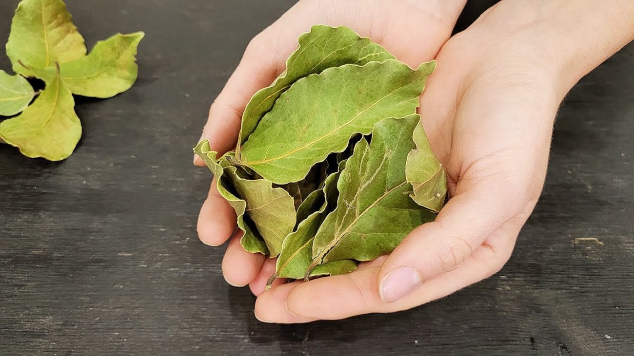Кулінари розповіли, в які страви не можна додавати лавровий лист