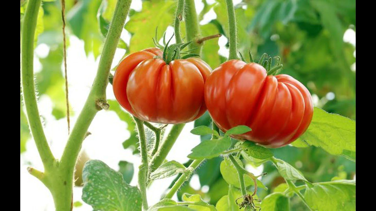 Аграрії розповіли, як правильно збирати насіння помідорів