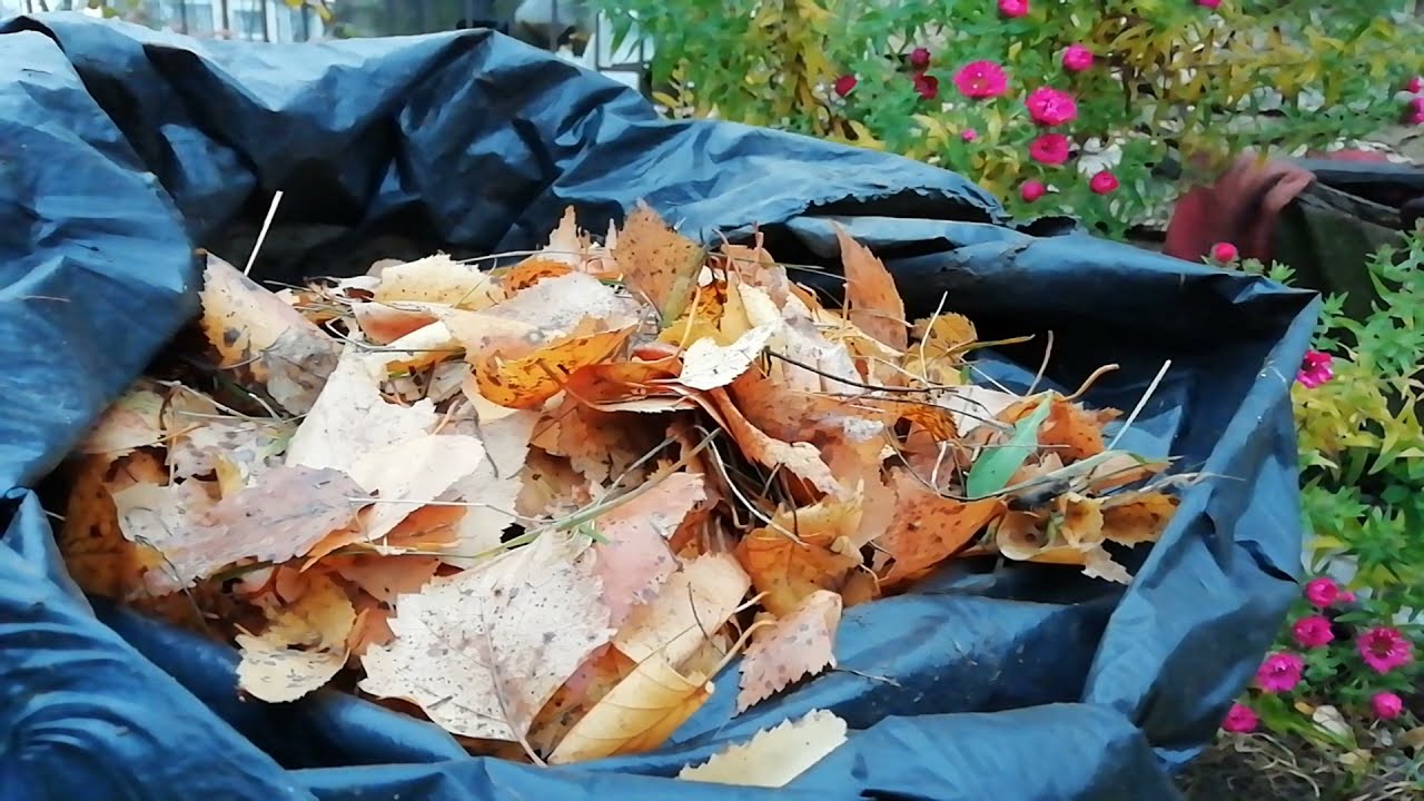 Як приготувати компост із листя в мішках