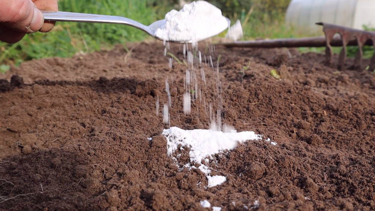 Експерти розповіли, як розкислити ґрунт 