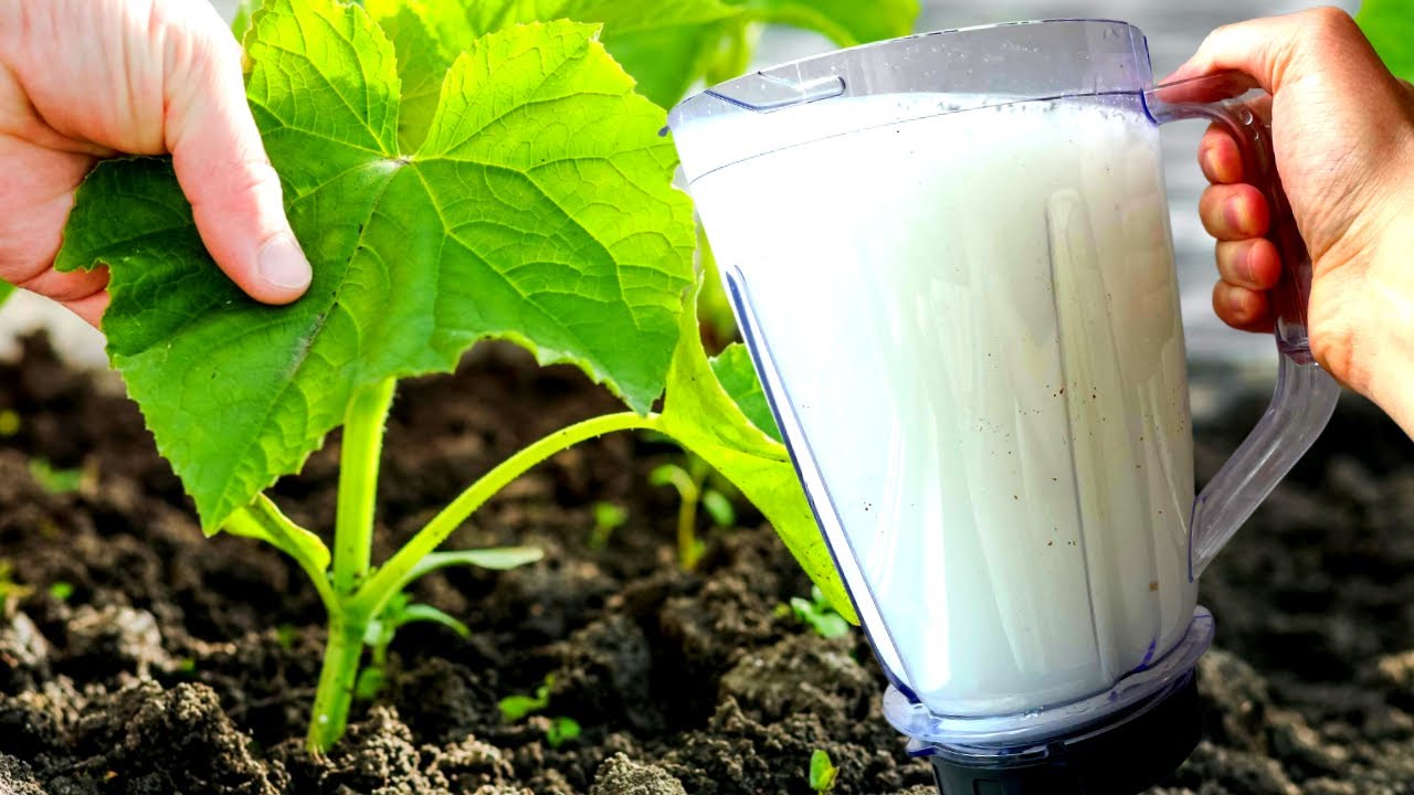 Як запобігти пожовтінню огірків за допомогою сироватки