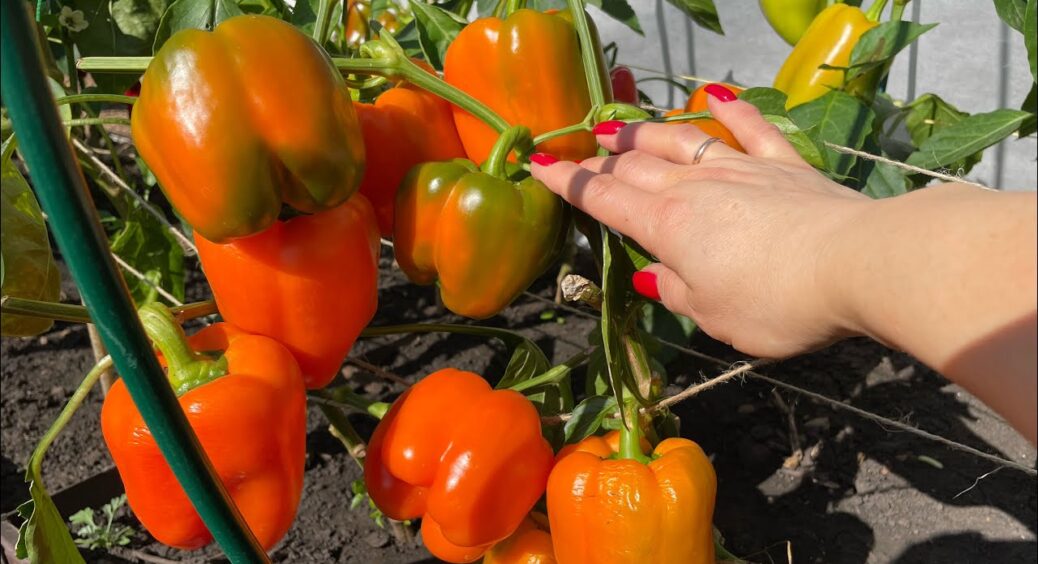 Великі, врожайні, стійкі та ранні: 4 сорти та гібриди товстостінного солодкого-солодкого перцю 